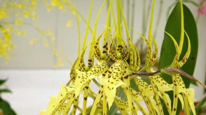Самые распространенные виды комнатных орхидей Орхидея с мелкими цветами название